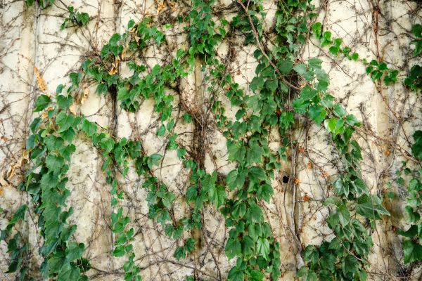 Vine Removal Service in Oakland