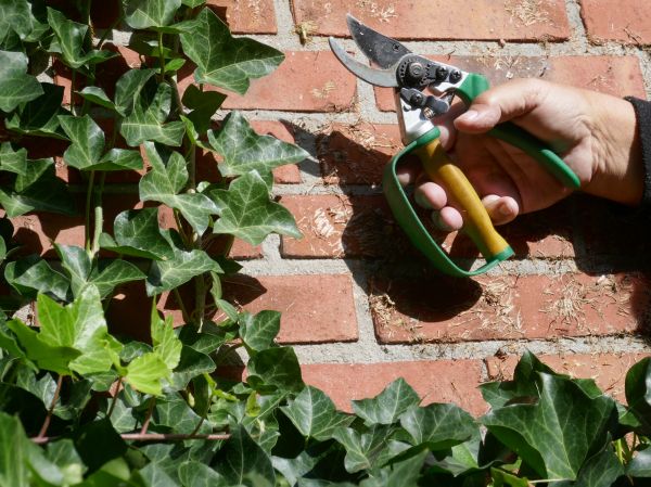 Ivy Removal Service in Oakland