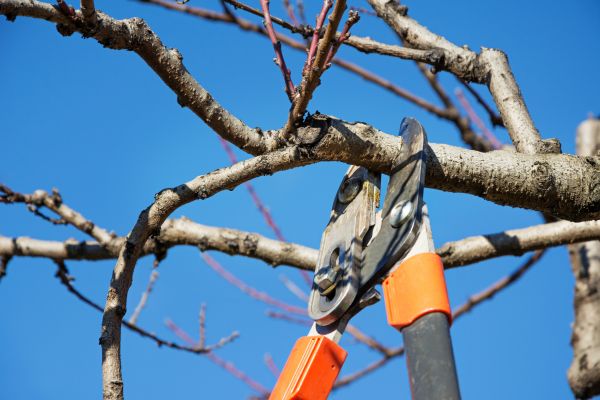 Cost of Selective Pruning in Oakland
