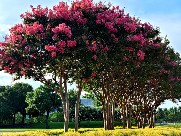 Cost of Crepe Myrtle Pruning in Oakland