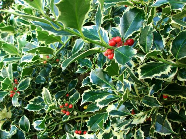 Cost of Holly Bushes Trimming in Oakland