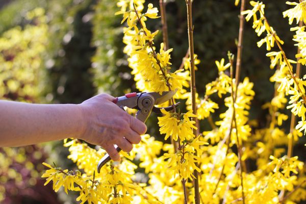 Forsythia Pruning in Oakland