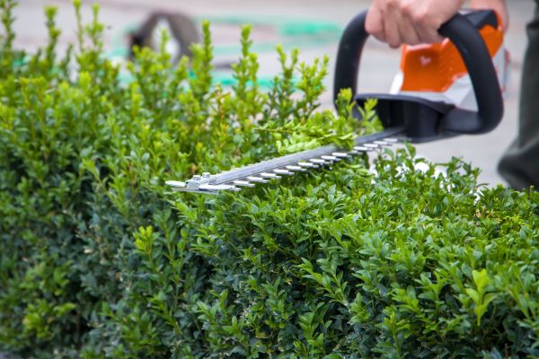 Cost of Evergreen Hedge Trimming in Oakland