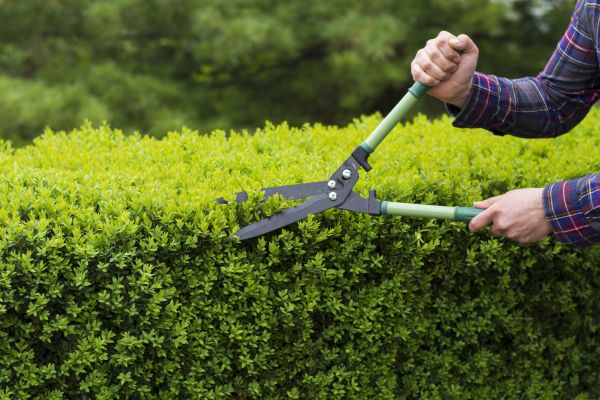 Evergreen Shrub Pruning in Oakland