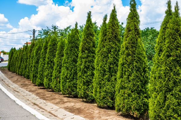 Cost of Arborvitae Shearing in Oakland