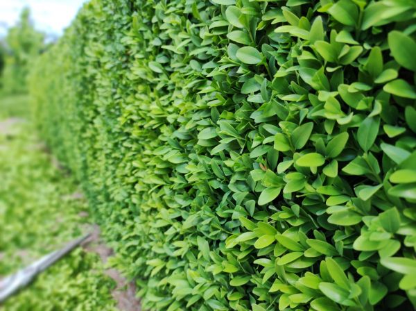 Cost of Boxwood Pruning in Oakland