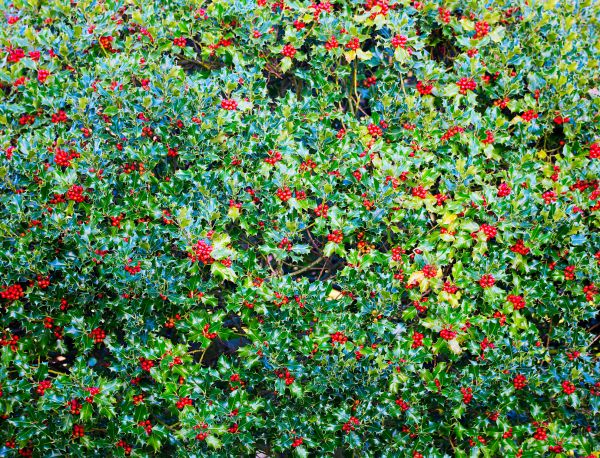 Holly Bush Removal in Oakland