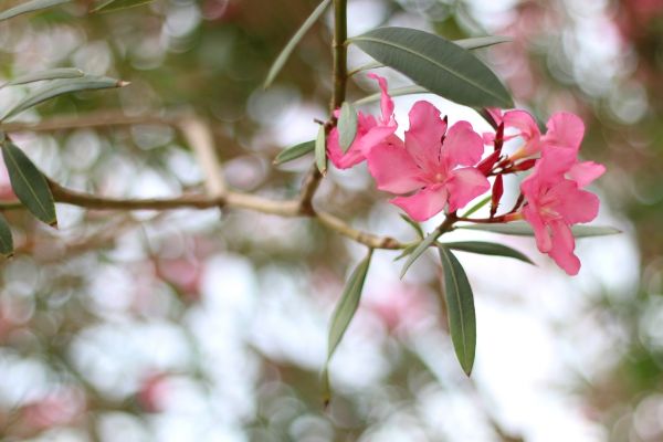 Cost of Oleander Removal in Oakland