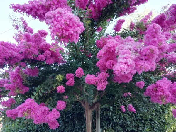 Cost of Crape Myrtle Pruning in Oakland