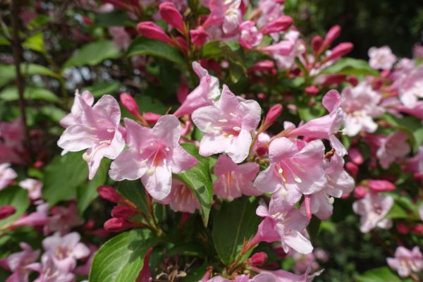 Cost of Weigela Pruning Service in Oakland