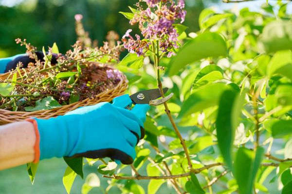 Cost of Lilac Trimming Service in Oakland