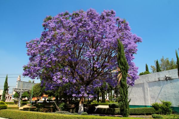 Cost of Jacaranda Pruning in Oakland