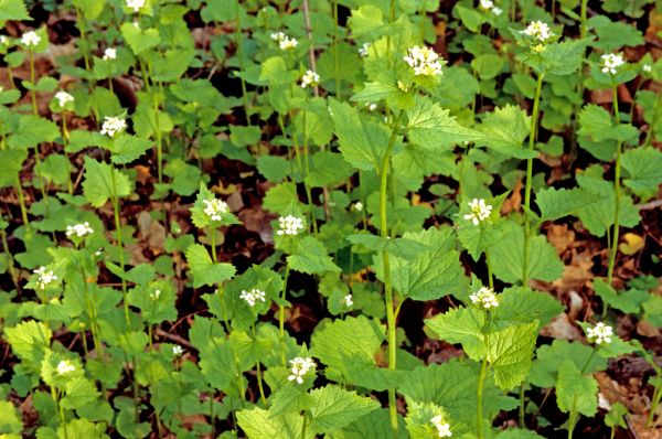 Cost of Garlic Mustard Removal in Oakland