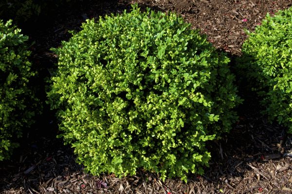 Cost of Boxwood Removal in Oakland