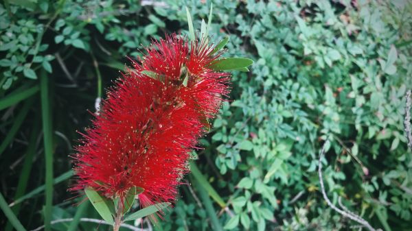 Bottlebrush Pruning in Oakland