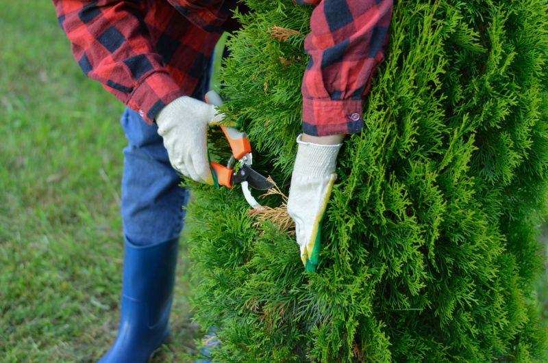 Evergreen Shrub Pruning