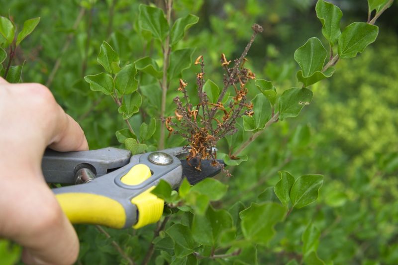 Hydrangea Pruning