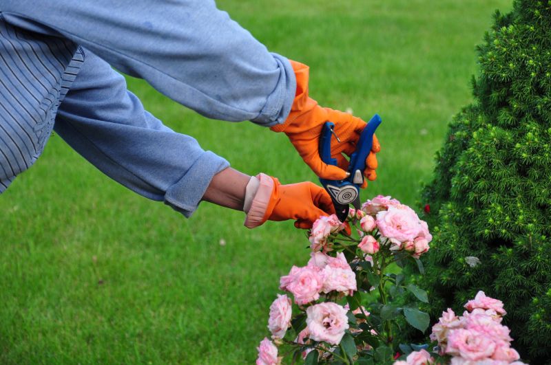 Close-up of Shrub Pruning