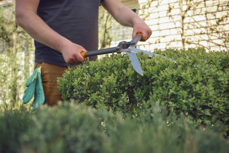 Young Shrubs Pruning